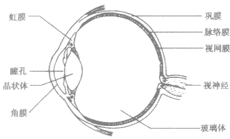 眼睛结构